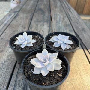 Ghost Plant Succulent