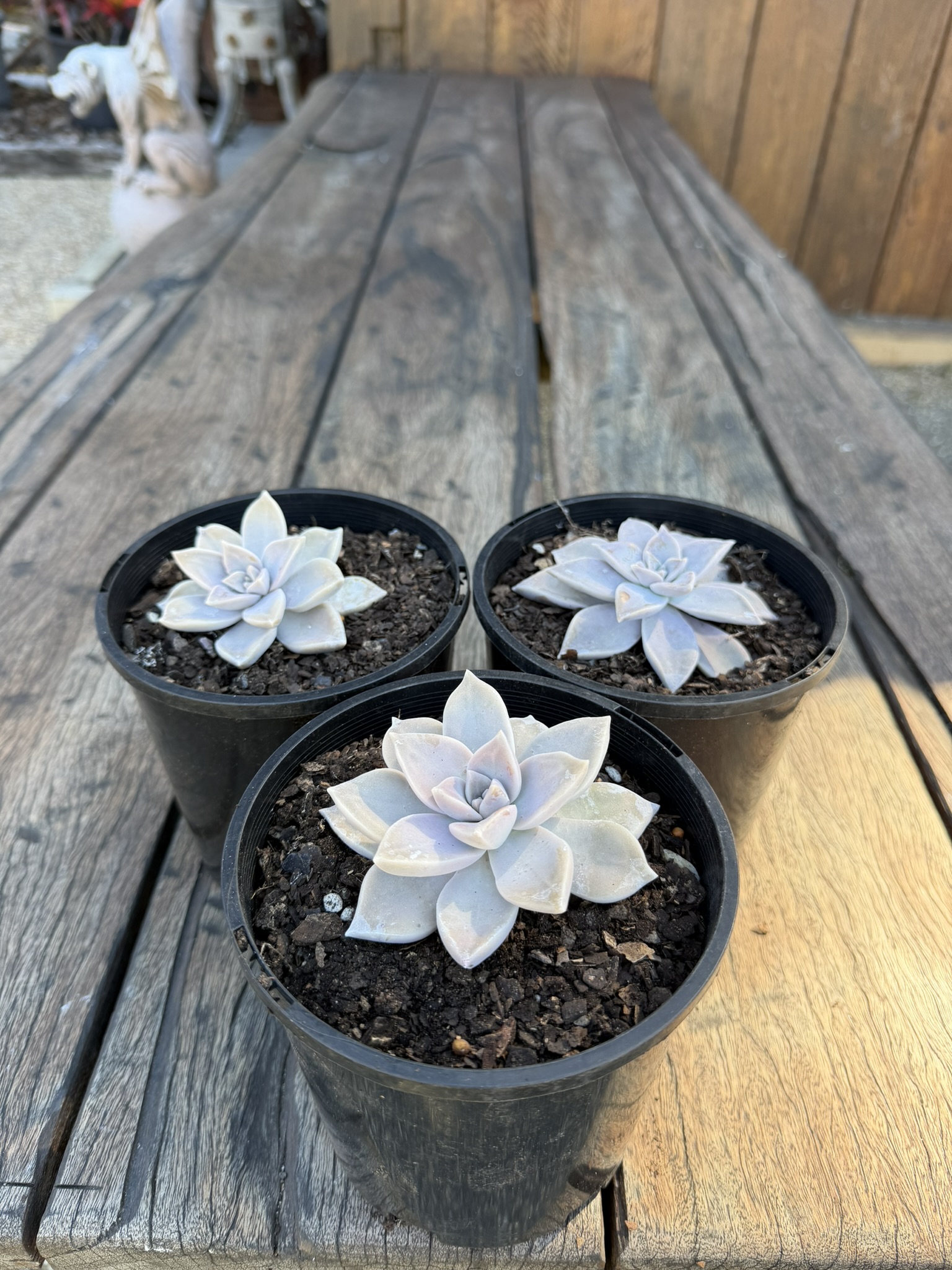 Ghost Plant Succulent