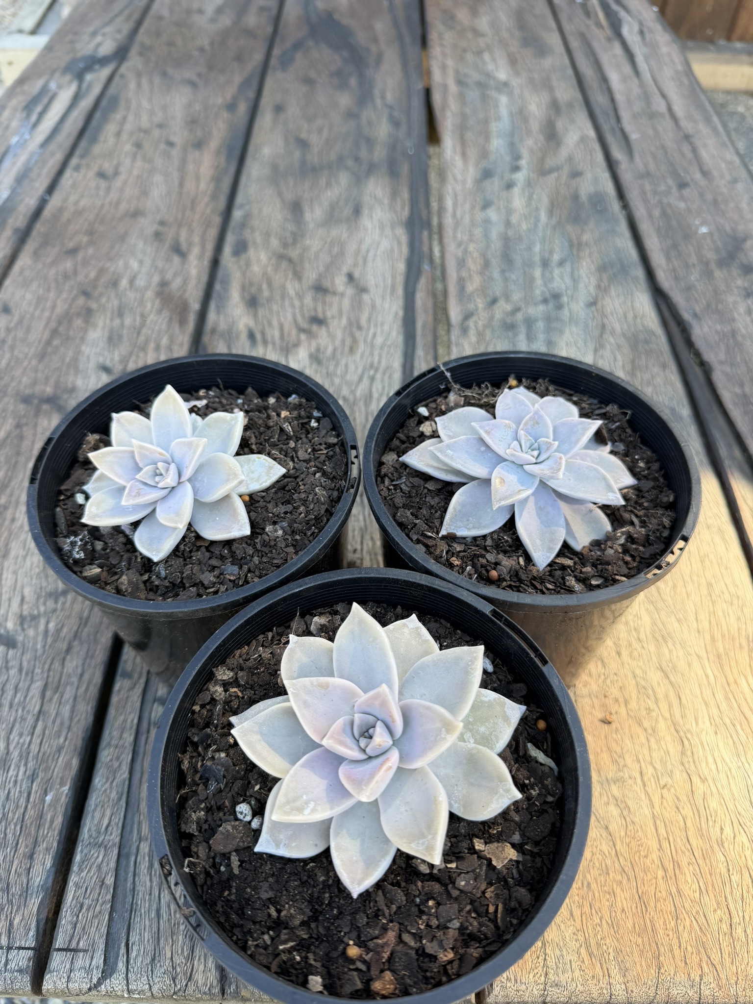 Ghost Plant Succulent - Image 2