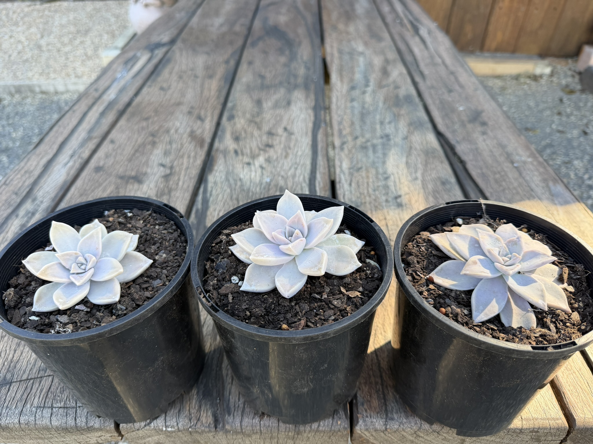 Ghost Plant Succulent - Image 3