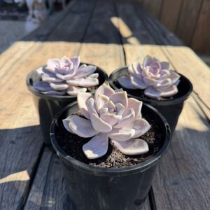 Graptoveria Purple Delight