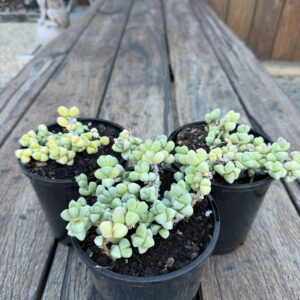 Ice Plant
