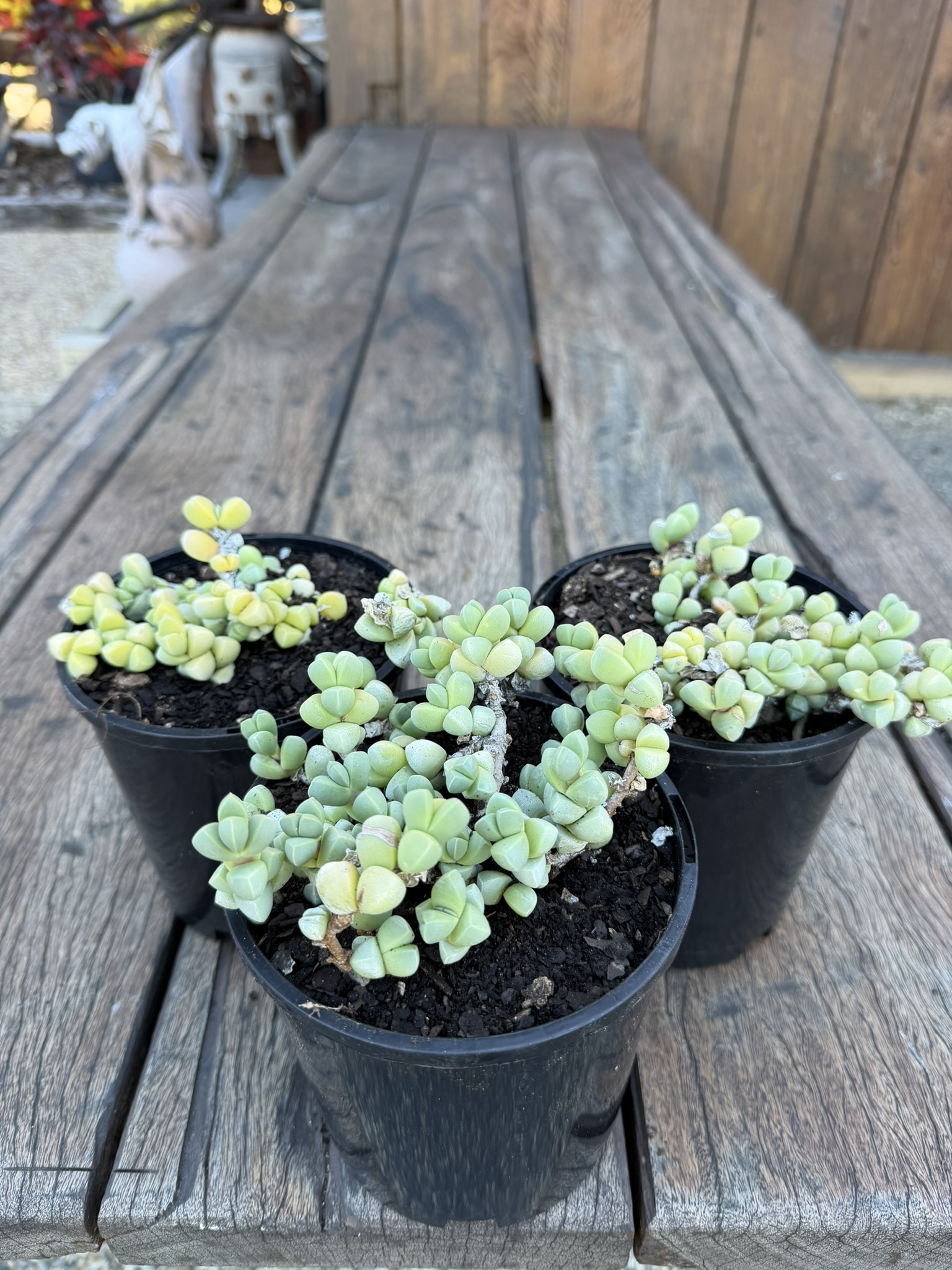 Ice Plant