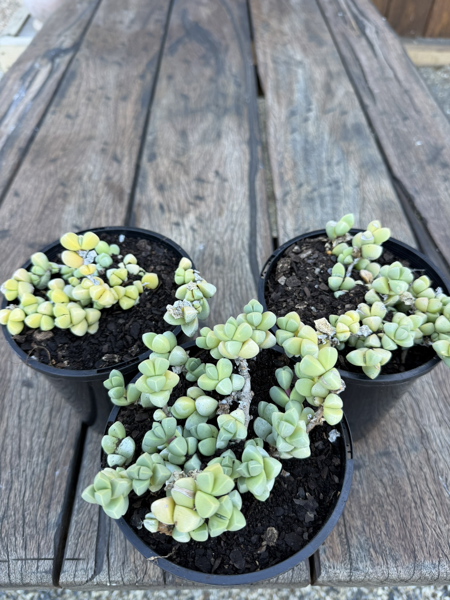Ice Plant - Image 2