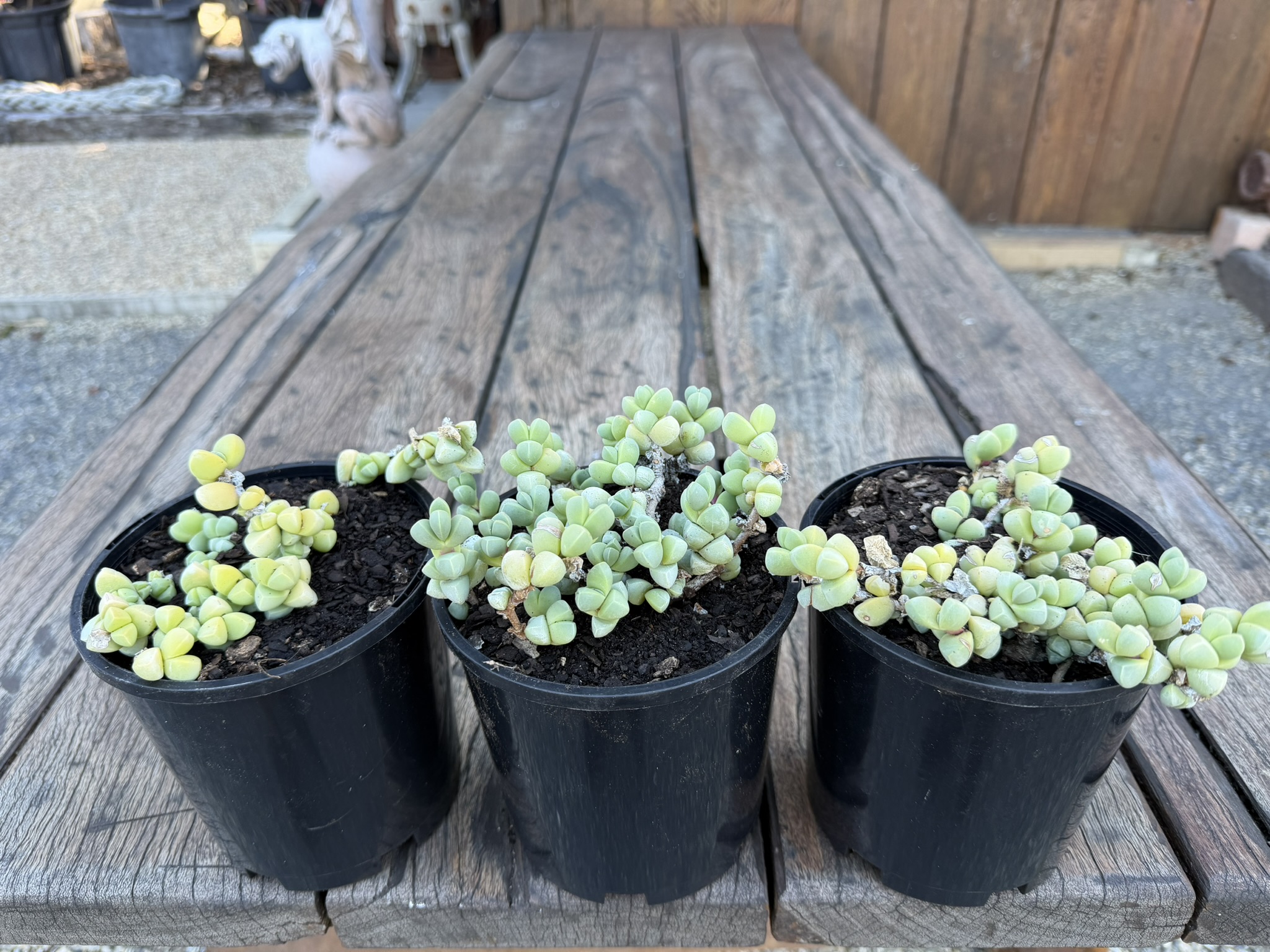 Ice Plant - Image 3