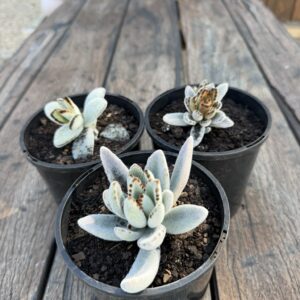 Kalanchoe tomentosa Mixed Varieties