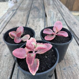 Kalanchoe Sexangularis