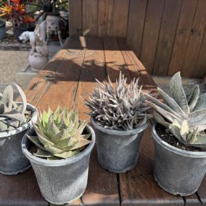 Extra Large Mixed Gasteria