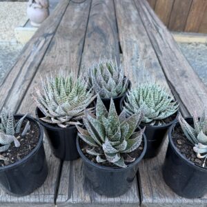Extra Large Mixed Haworthiopsis