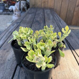 Monadenium heteropodum