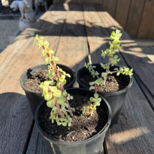 Reverse Variegated Jade Plant