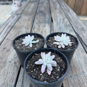 Sedum 'Pat's Pink'