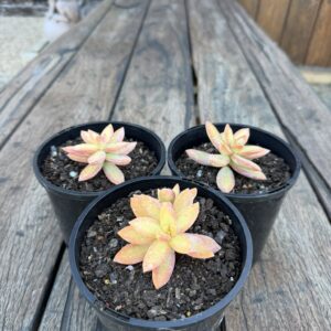 Sedum Adolphi