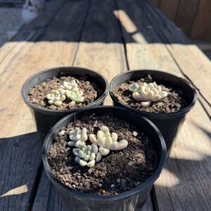 Sedum Clavatum
