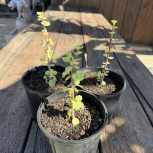 Small Leaf Jade
