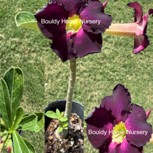 Extra Tall Bright Purple Desert Rose