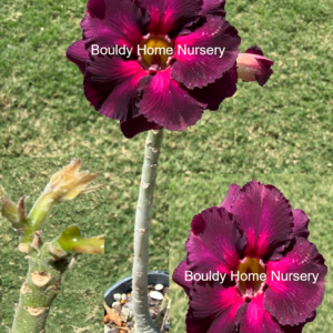 Extra Tall Double Purple/Pink Desert Rose