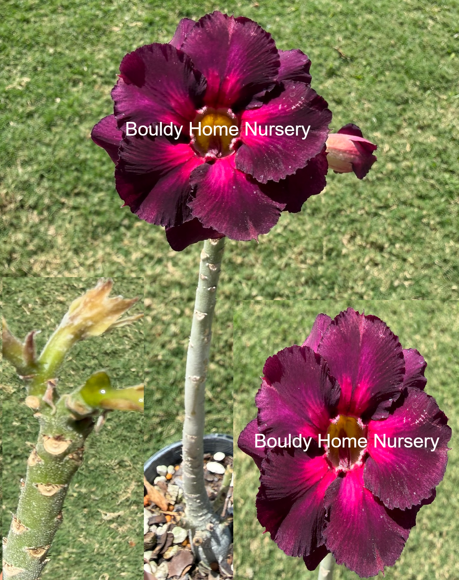 Extra Tall Double Purple/Pink Desert Rose