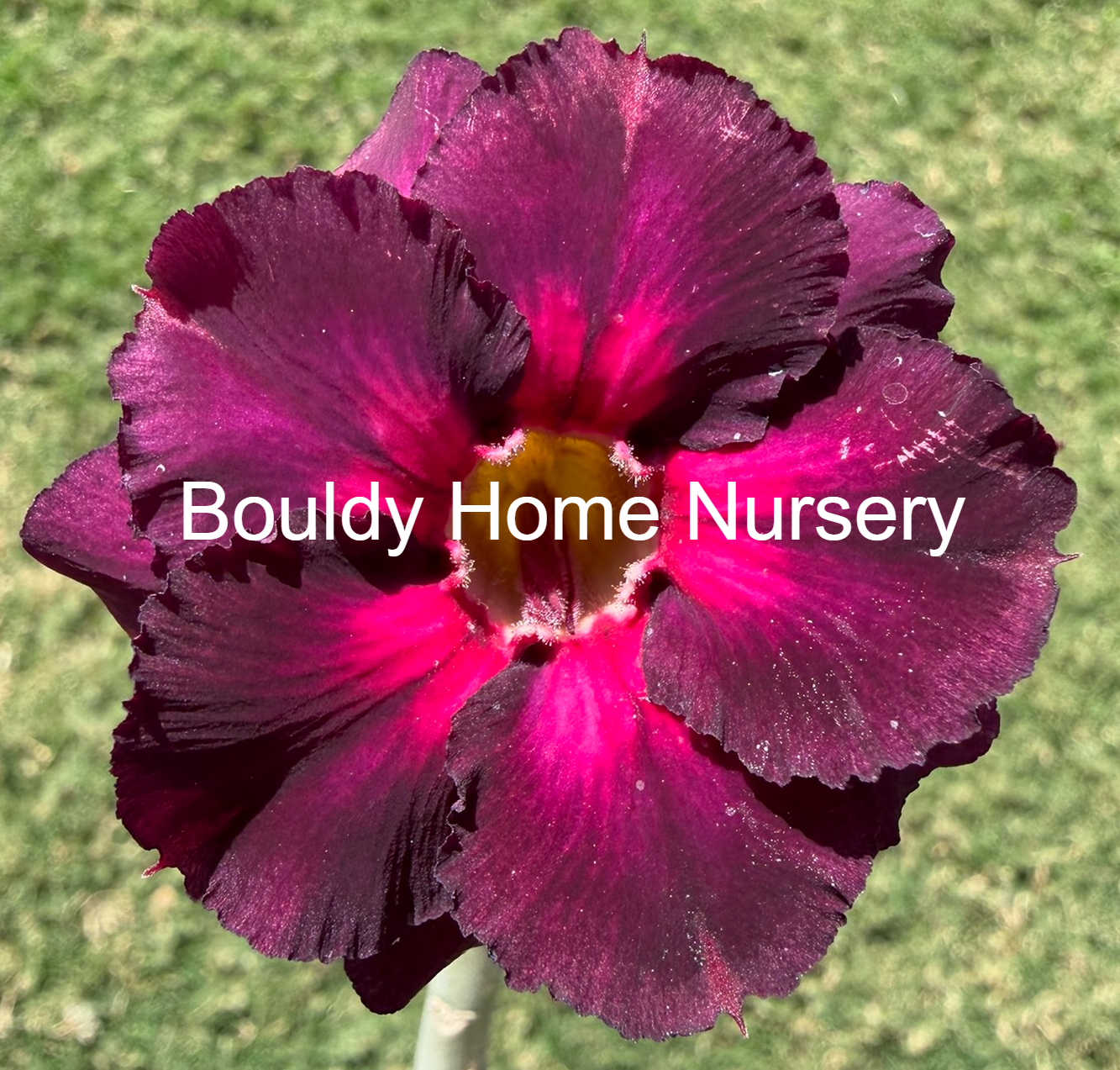 Extra Tall Double Purple/Pink Desert Rose - Image 2