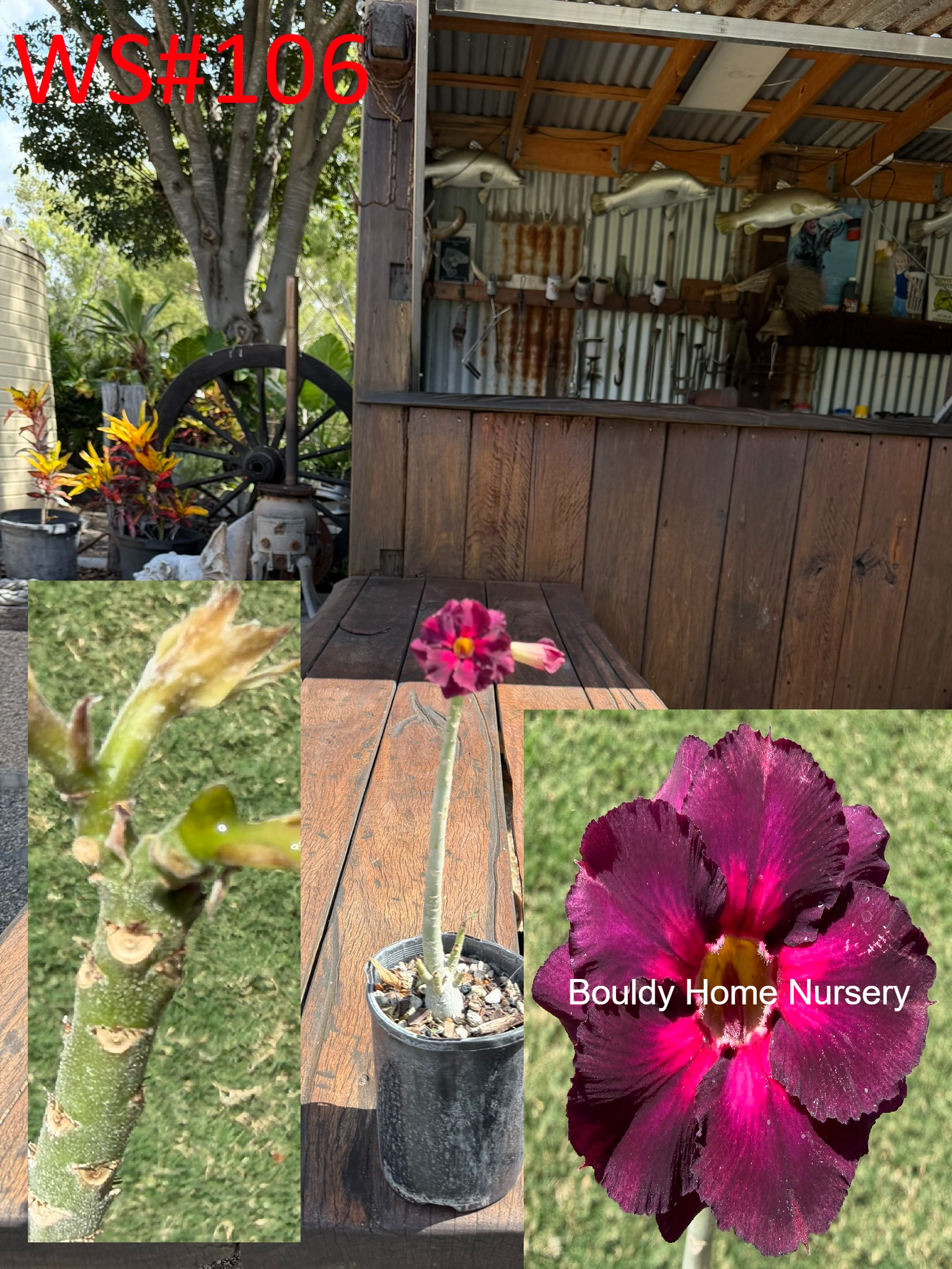 Extra Tall Double Purple/Pink Desert Rose - Image 3