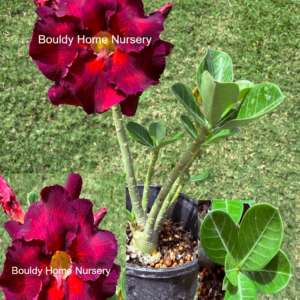 Branchy Double Purple/Red Desert Rose