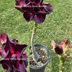 Extra Tall Triple Purple/Pink Desert Rose