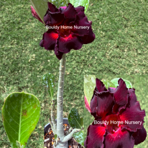 Big Base Large Double Magenta/Red Desert Rose