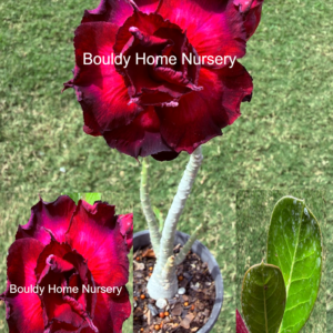 Extra Large Triple Red/Purple Desert Rose