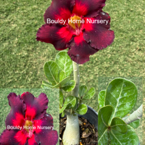 Bright Purple/Red Desert Rose