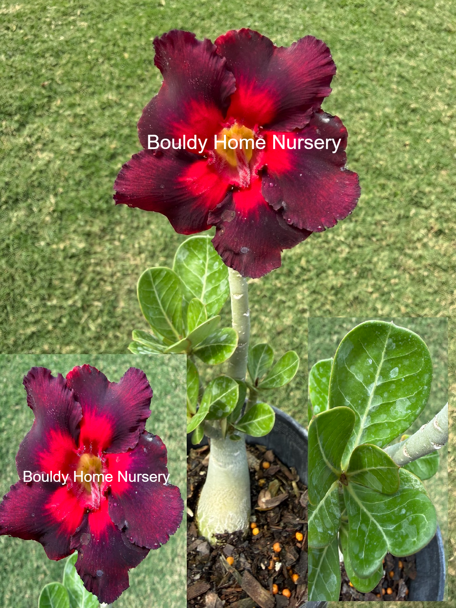 Bright Purple/Red Desert Rose