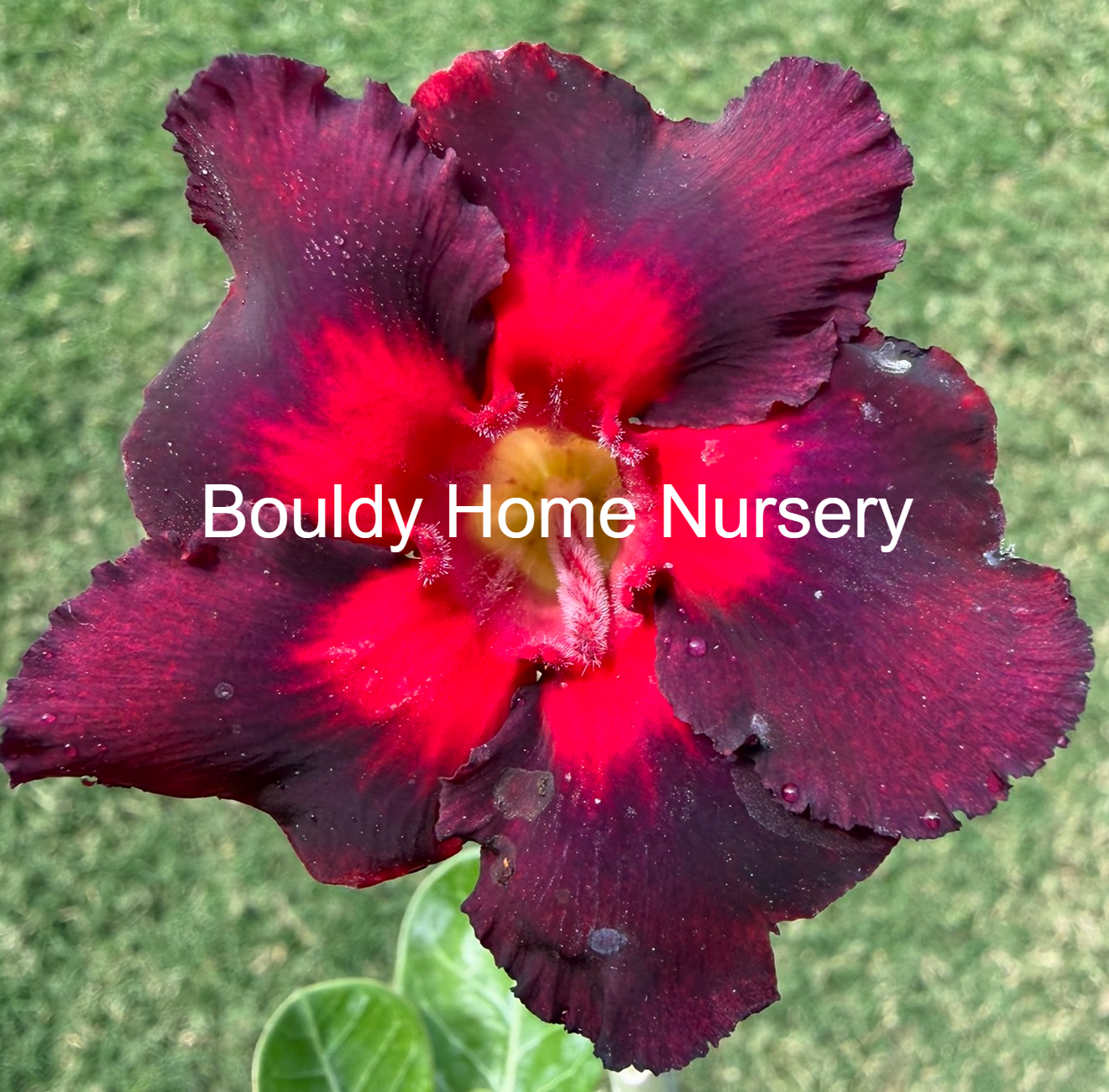 Bright Purple/Red Desert Rose - Image 2