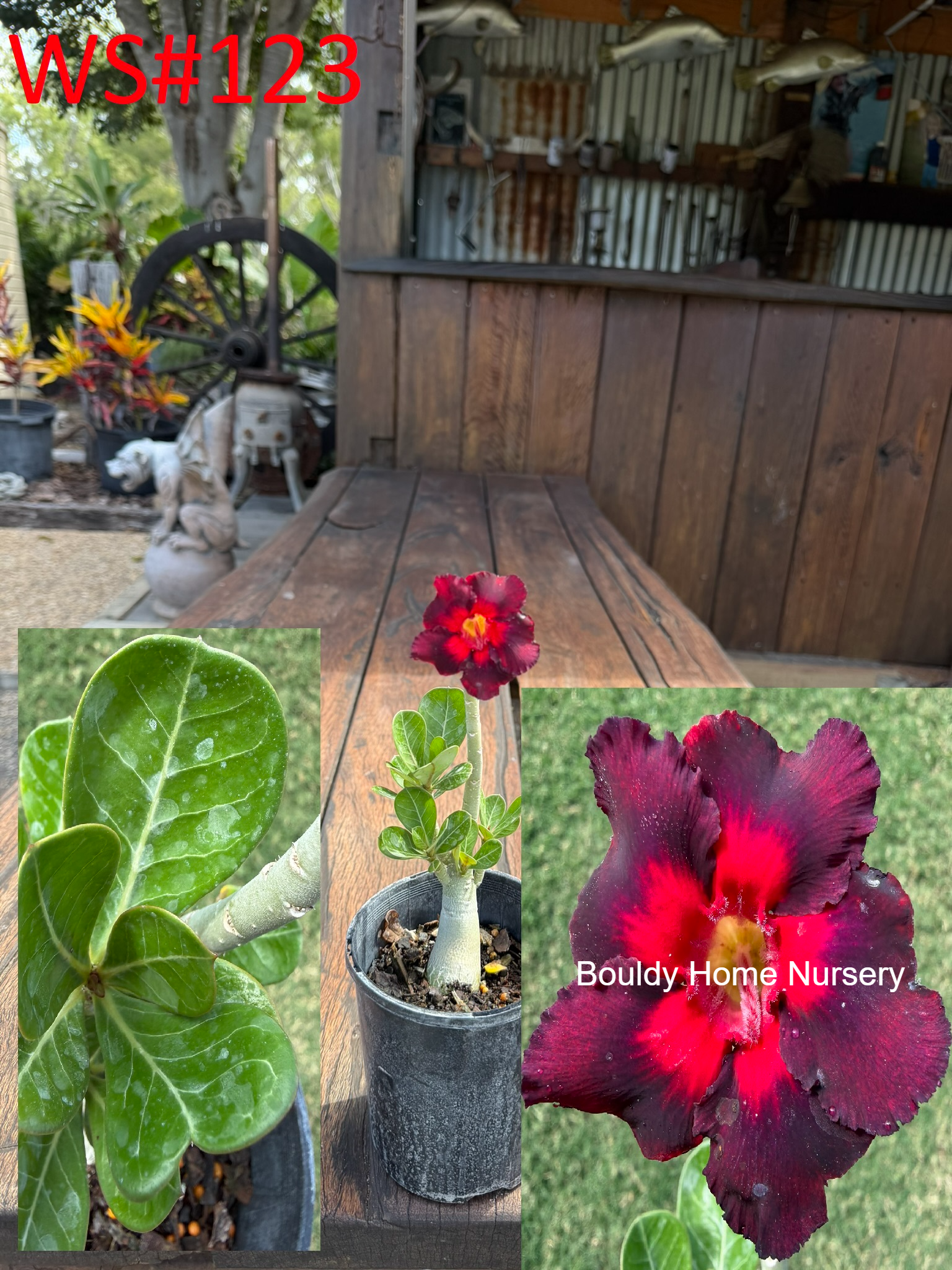 Bright Purple/Red Desert Rose - Image 3
