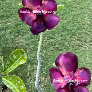 Jumbo Unusual Purple/Pink Desert Rose