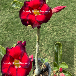 Extra Extra Tall Double Red/Dark edge Desert Rose