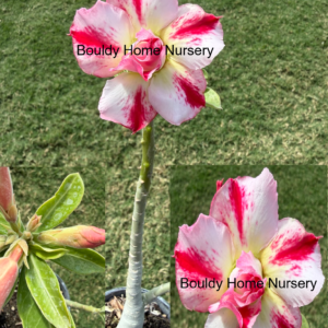 Extra Tall Double White/Yellow/Pink Desert Rose