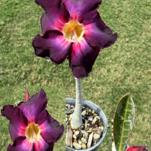 Extra Tall Vivid Purple Desert Rose