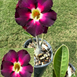 Double Bright Purple/Pink Desert Rose