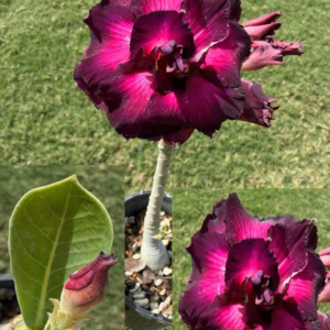 Extra Tall Triple Purple/Pink with veins Desert Rose