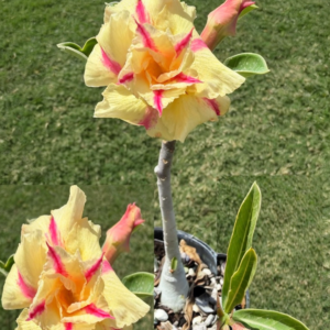 Extra Tall Double Yellow Star Desert Rose