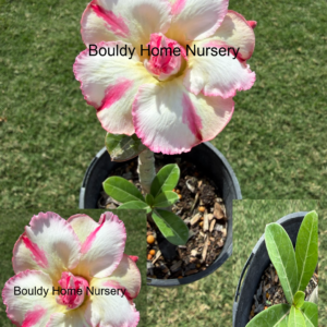 Double White/Pink/Yellow Desert Rose