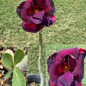 Extra Tall Double Purple/Red Desert Rose