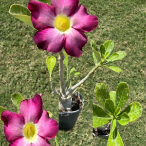 Jumbo Big Base Unusual Pink/Purple Desert Rose
