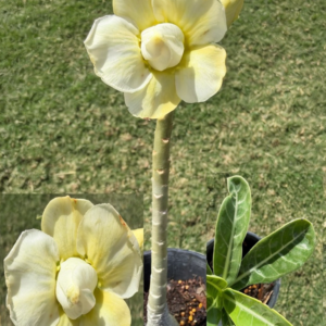 Tall Double Yellow/White Desert Rose