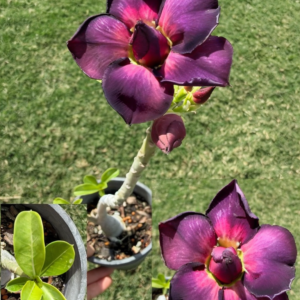 Extra, Extra, Extra Tall Double Purple/Pink/Yellow Desert Rose