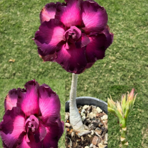 Triple Purple/Pink Desert Rose