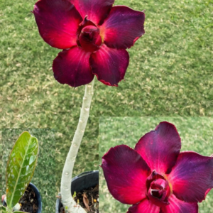 Extra, Extra Tall Double Vivid Purple/Pink Desert Rose