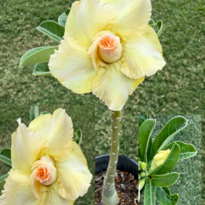 Jumbo Double Yellow Desert Rose