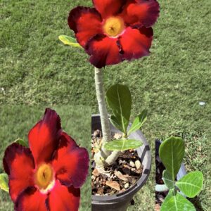 Tall Red/Purple edge Desert Rose
