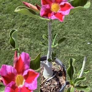Big Base Bright Red/Purple Desert Rose