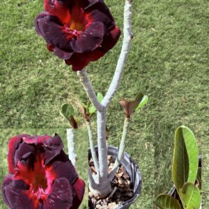 Big Base Large Double Black/Red Desert Rose